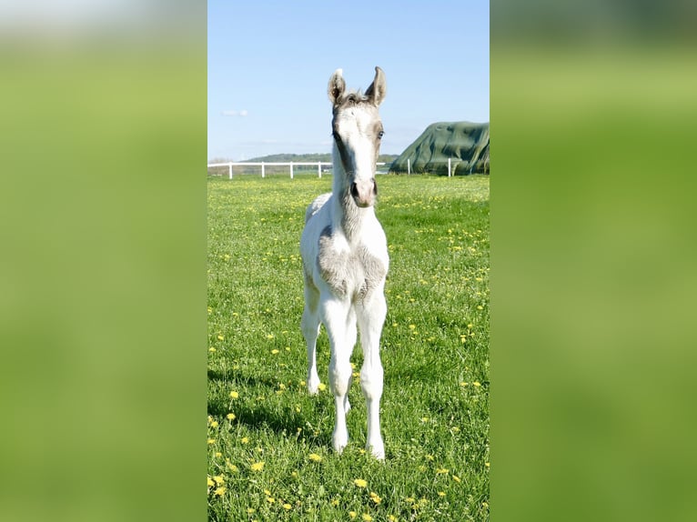 Weitere Warmblüter Hengst 1 Jahr 170 cm Schecke in Borgentreich