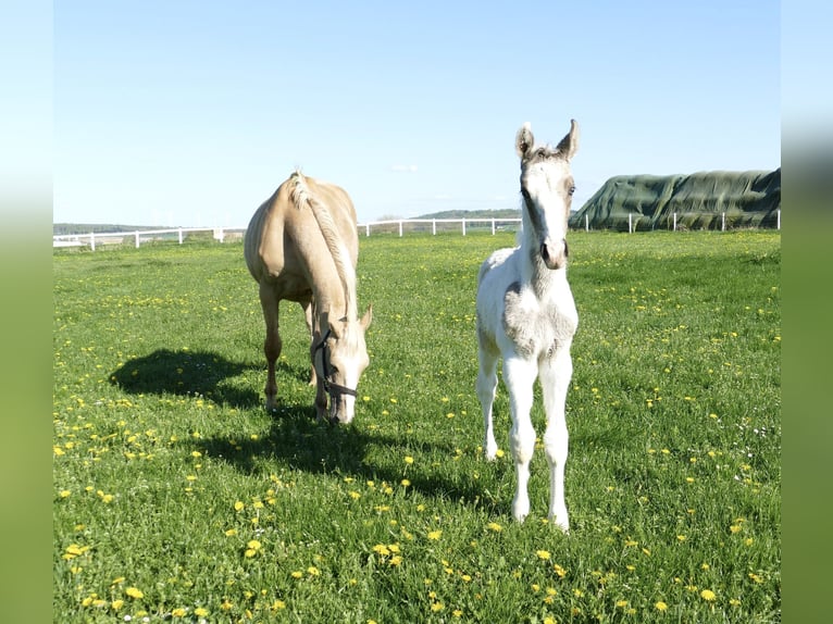 Weitere Warmblüter Hengst 1 Jahr 170 cm Schecke in Borgentreich
