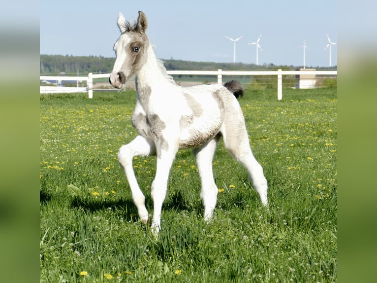 Weitere Warmblüter Hengst 1 Jahr 170 cm Schecke in Borgentreich
