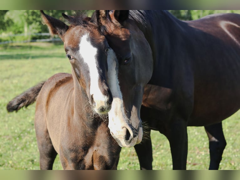 Weitere Warmblüter Hengst 1 Jahr Dunkelbrauner in Kuorevesi