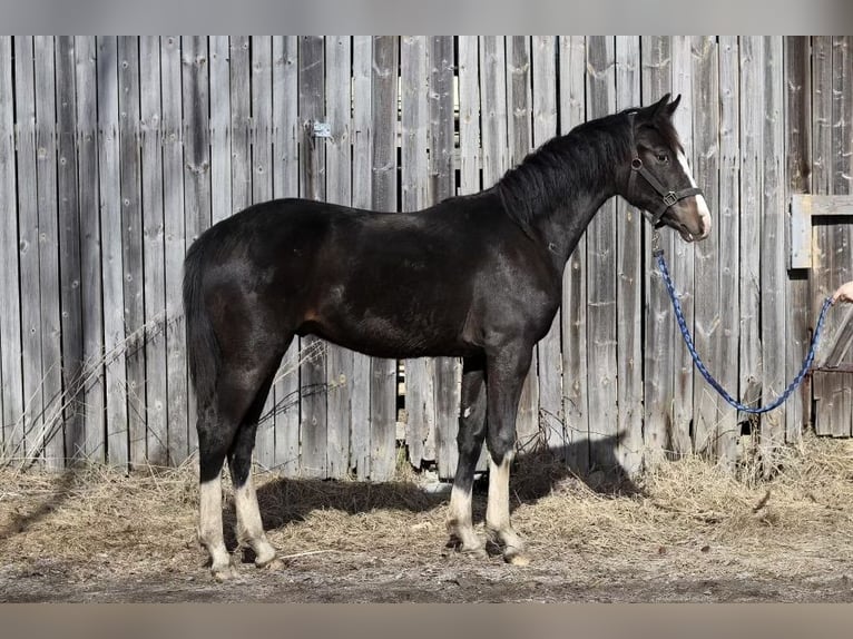 Weitere Warmblüter Hengst 1 Jahr Dunkelbrauner in Kuorevesi