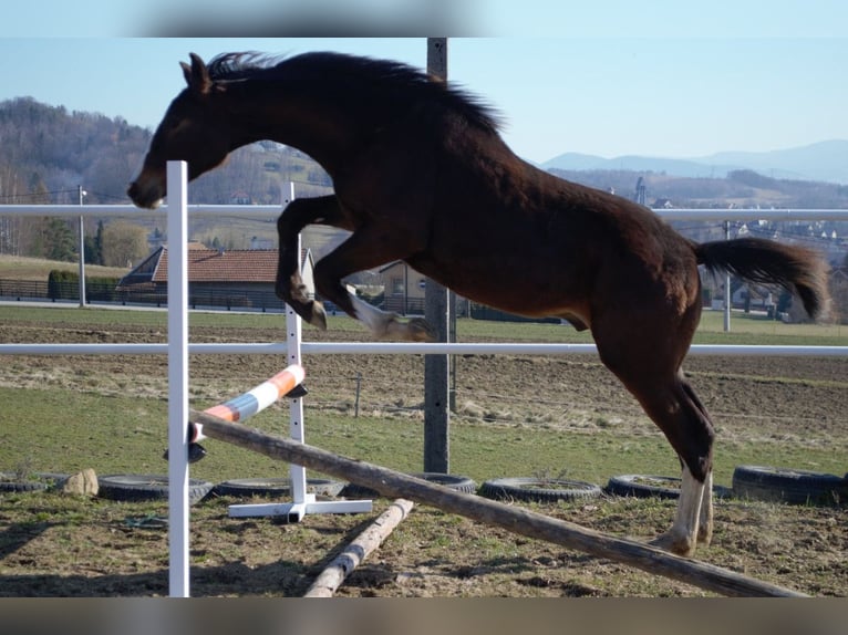 Weitere Warmblüter Hengst 1 Jahr Dunkelbrauner in Dąbrowa
