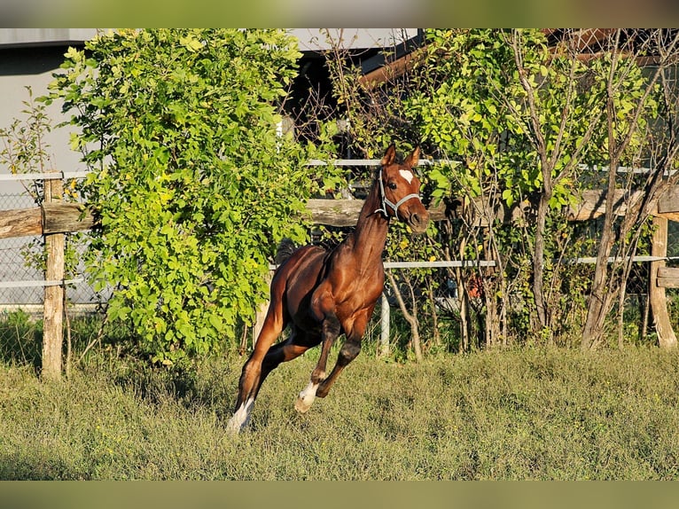 Weitere Warmblüter Hengst 1 Jahr Rotbrauner in Zagreb