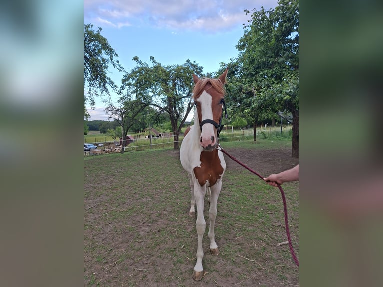 Weitere Warmblüter Hengst 1 Jahr Schecke in Niegosławice