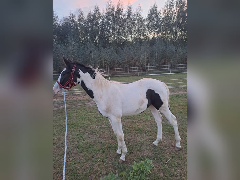 Weitere Warmblüter Mix Hengst 1 Jahr Schecke in Wiewi&#xF3;rka