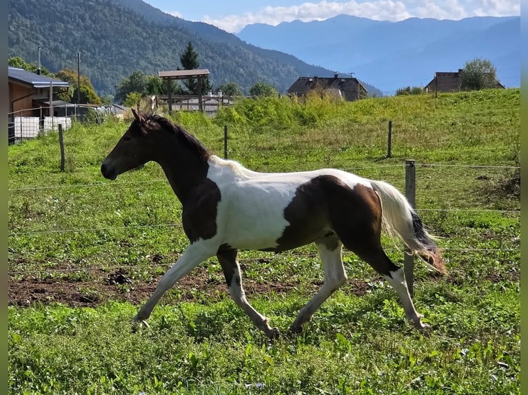 Weitere Warmblüter Mix Hengst 2 Jahre 150 cm Schecke in Labientschach