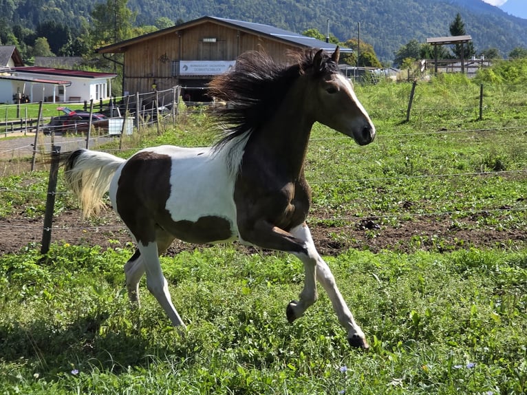 Weitere Warmblüter Mix Hengst 2 Jahre 150 cm Schecke in Labientschach
