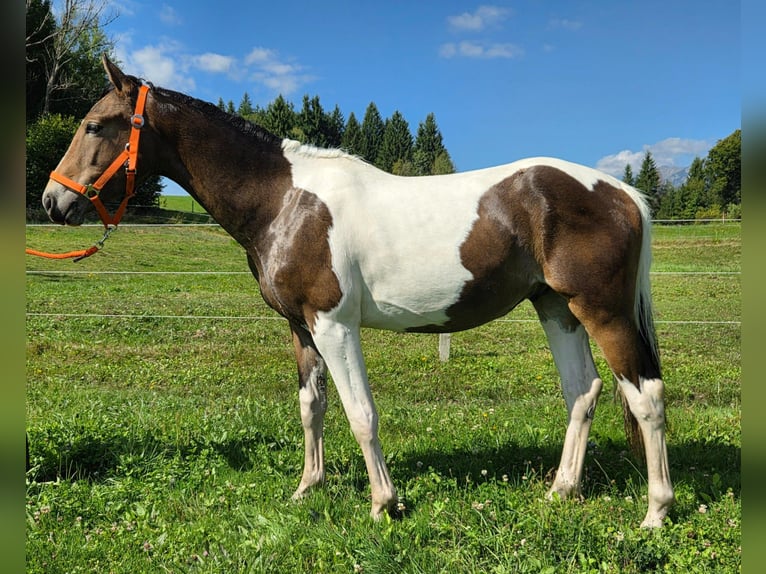Weitere Warmblüter Mix Hengst 2 Jahre 150 cm Schecke in Labientschach