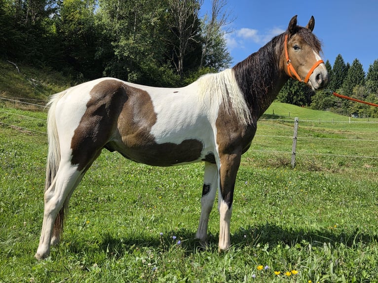 Weitere Warmblüter Mix Hengst 2 Jahre 150 cm Schecke in Labientschach