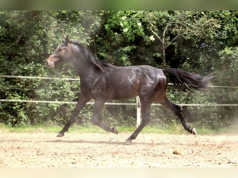 Weitere Warmblüter Hengst 2 Jahre 155 cm Schwarzbrauner in Bou&#xE9;e