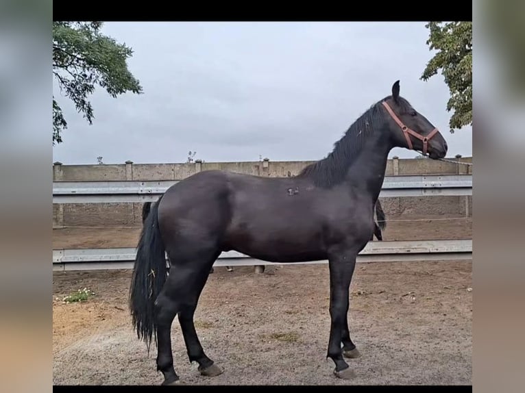 Weitere Warmblüter Hengst 2 Jahre 160 cm Rappe in Polen