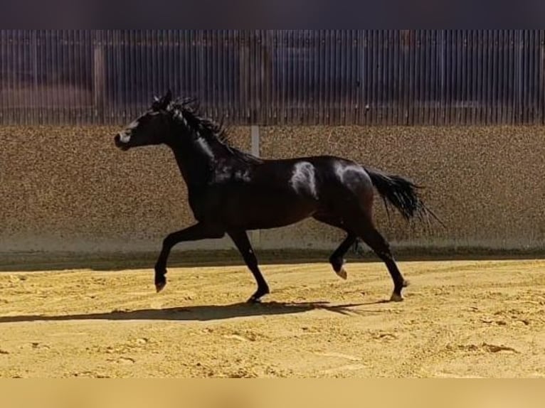Weitere Warmblüter Hengst 2 Jahre 162 cm Rappe in Havixbeck
