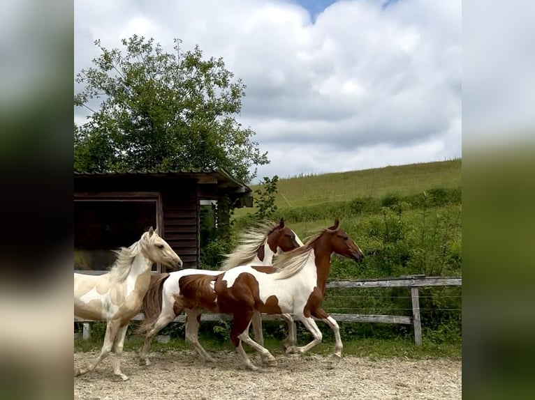 Weitere Warmblüter Hengst 2 Jahre 165 cm Tobiano-alle-Farben in Kierspe