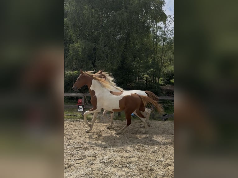 Weitere Warmblüter Hengst 2 Jahre 165 cm Tobiano-alle-Farben in Kierspe