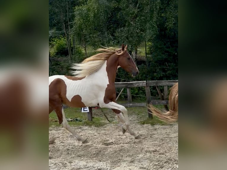 Weitere Warmblüter Hengst 2 Jahre 165 cm Tobiano-alle-Farben in Kierspe
