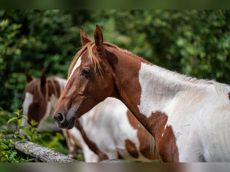 Weitere Warmblüter Hengst 2 Jahre 165 cm Tobiano-alle-Farben in Kierspe
