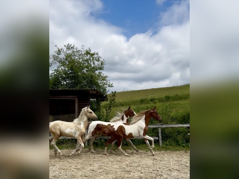 Weitere Warmblüter Hengst 2 Jahre 165 cm Tobiano-alle-Farben in Kierspe