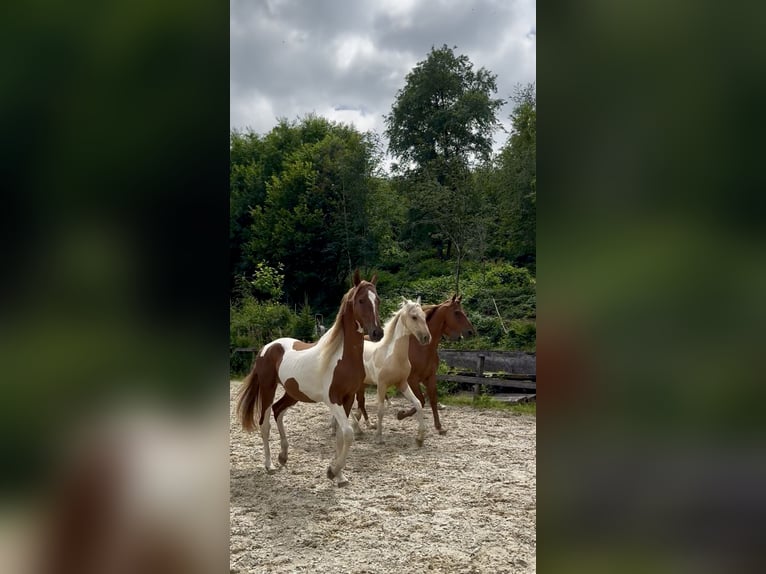 Weitere Warmblüter Hengst 2 Jahre 165 cm Tobiano-alle-Farben in Kierspe
