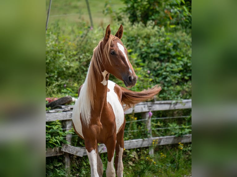 Weitere Warmblüter Hengst 2 Jahre 165 cm Tobiano-alle-Farben in Kierspe