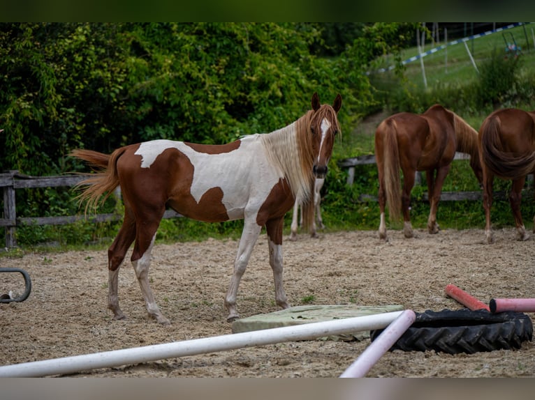 Weitere Warmblüter Hengst 2 Jahre 165 cm Tobiano-alle-Farben in Kierspe