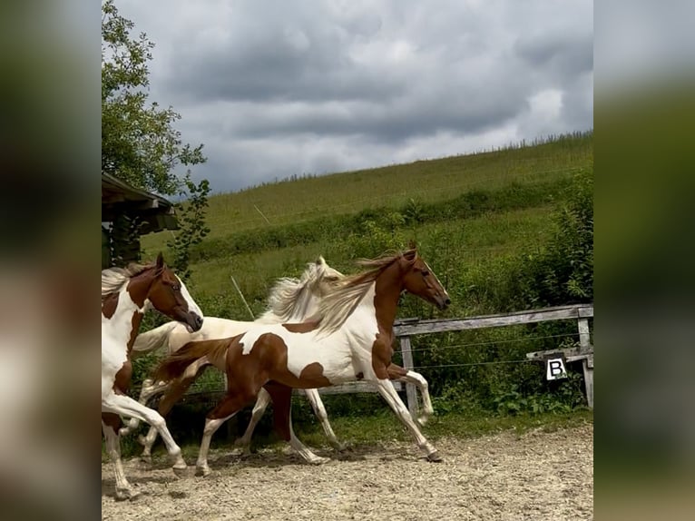 Weitere Warmblüter Hengst 2 Jahre 165 cm Tobiano-alle-Farben in Kierspe
