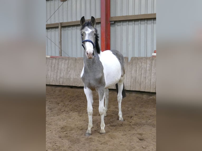 Weitere Warmblüter Hengst 2 Jahre 168 cm Schecke in Borgentreich