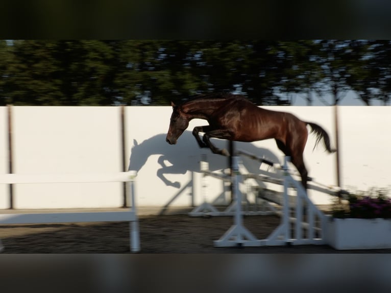 Weitere Warmblüter Hengst 2 Jahre 169 cm Brauner in Waddinxveen