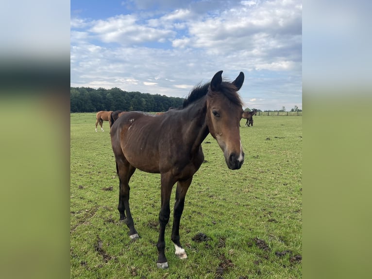 Weitere Warmblüter Hengst 2 Jahre 170 cm Brauner in Rosendahl