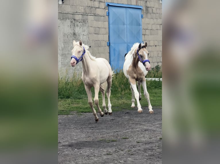 Weitere Warmblüter Hengst 2 Jahre 170 cm Buckskin in Wolsztyn