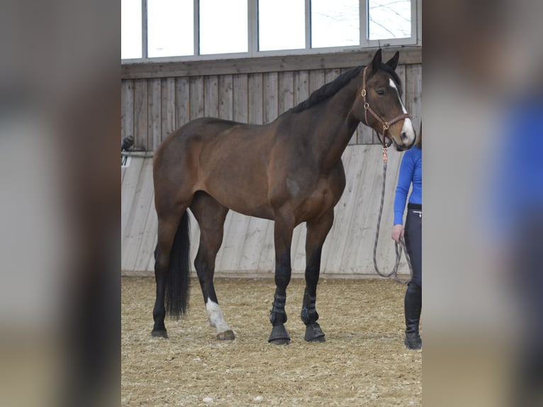 Weitere Warmblüter Hengst 2 Jahre 175 cm Dunkelbrauner in Waldhers
