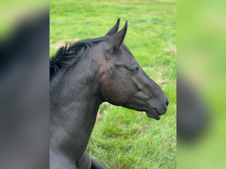 Weitere Warmblüter Hengst 3 Jahre 160 cm Rappe in Großheide