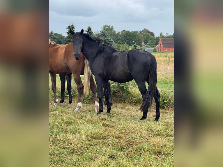 Weitere Warmblüter Hengst 3 Jahre 160 cm Rappe in Großheide