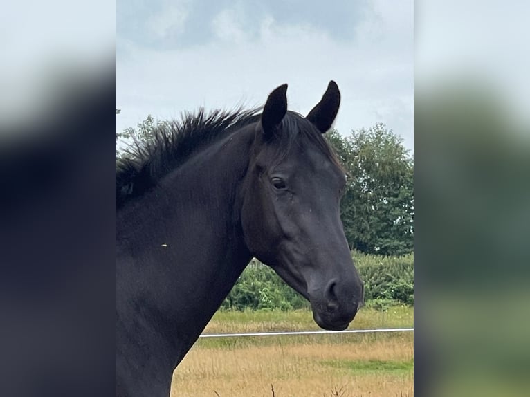 Weitere Warmblüter Hengst 3 Jahre 160 cm Rappe in Großheide