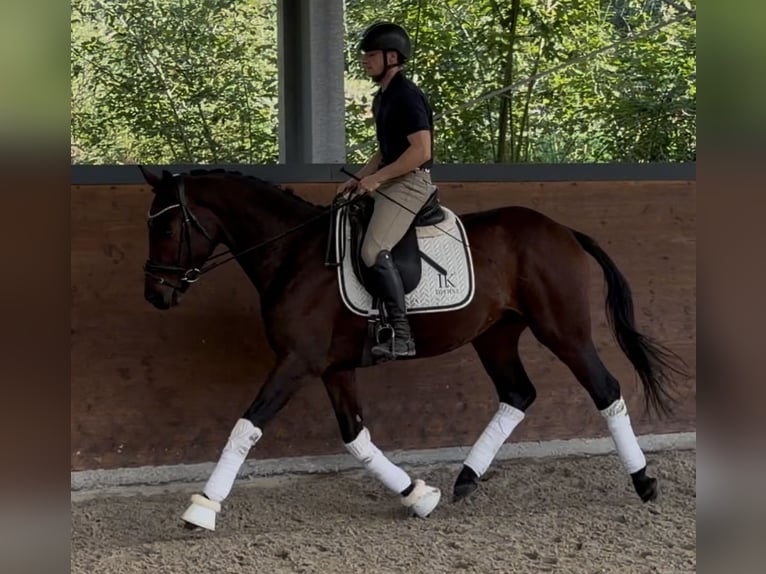 Weitere Warmblüter Hengst 3 Jahre 165 cm Brauner in WermelskircheN