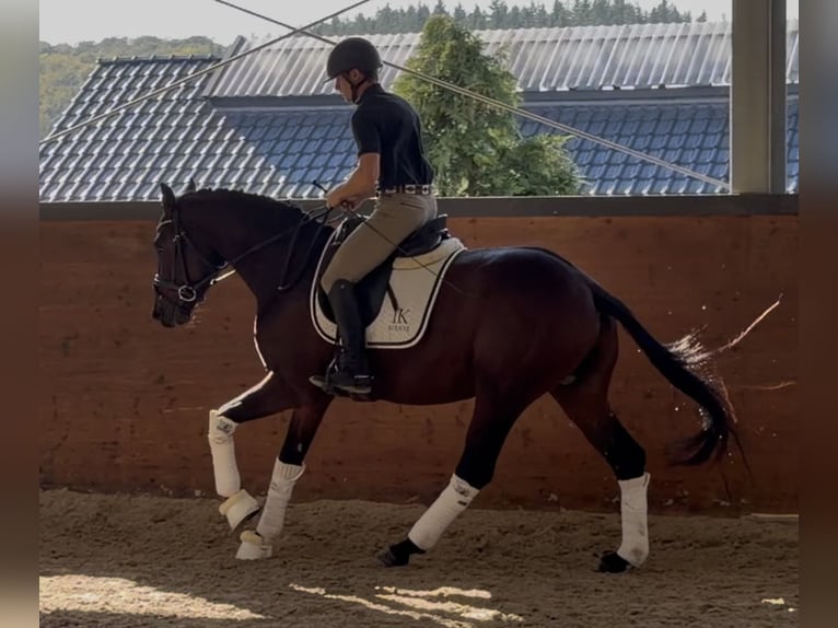 Weitere Warmblüter Hengst 3 Jahre 165 cm Brauner in WermelskircheN