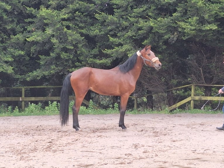 Weitere Warmblüter Hengst 3 Jahre 165 cm Brauner in FERROL