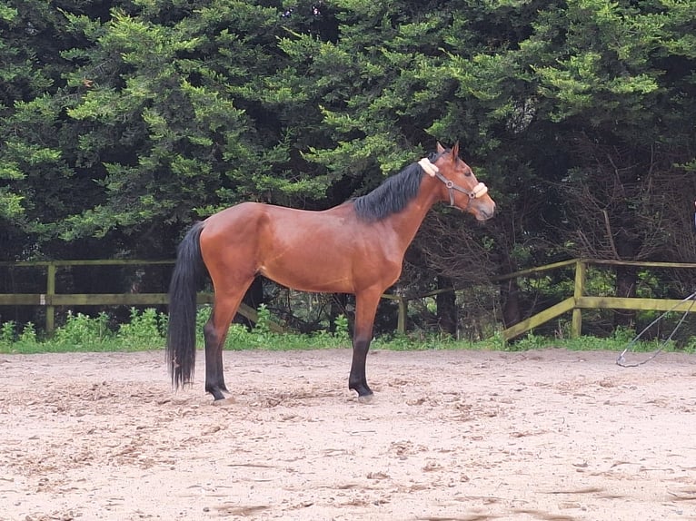 Weitere Warmblüter Hengst 3 Jahre 165 cm Brauner in FERROL