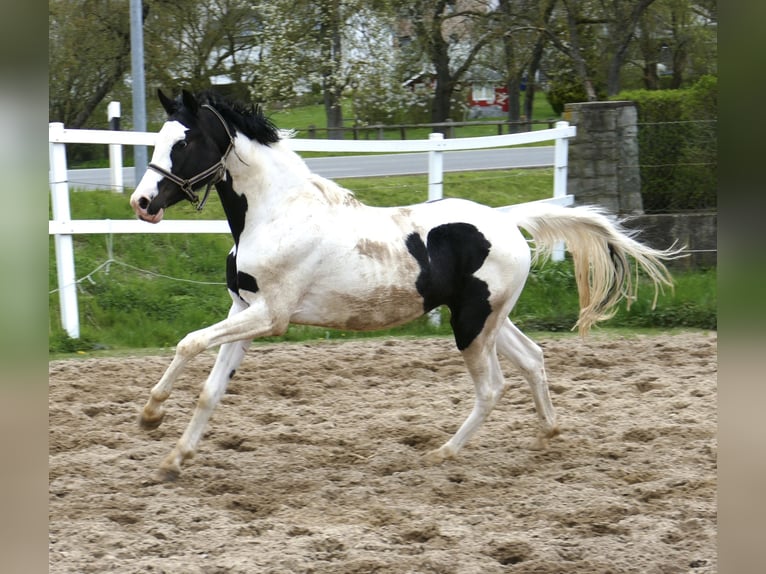 Weitere Warmblüter Hengst 3 Jahre 168 cm Schecke in Borgentreich