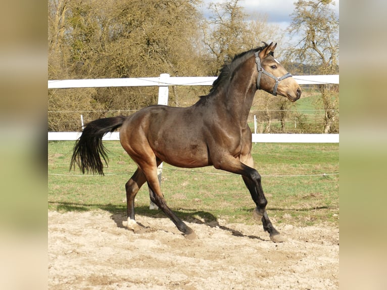 Weitere Warmblüter Hengst 3 Jahre 170 cm Buckskin in Borgentreich