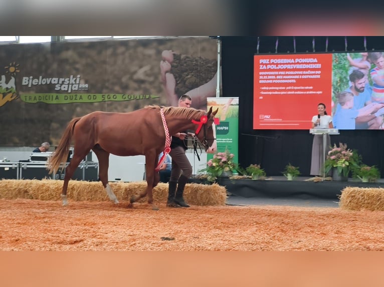Weitere Warmblüter Hengst 3 Jahre 171 cm  in Donji Kraljevec