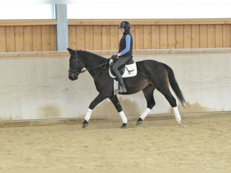 Weitere Warmblüter Hengst 4 Jahre 167 cm Schwarzbrauner in Wellheim