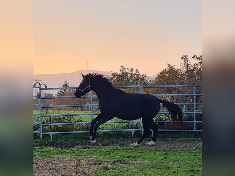 Weitere Warmblüter Hengst 5 Jahre 165 cm Rappe in Birkenheide