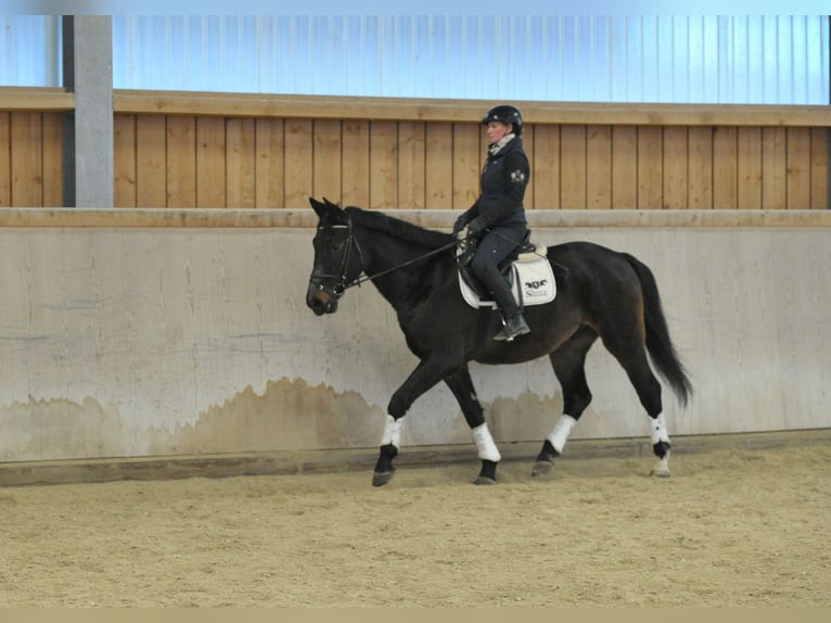 Weitere Warmblüter Hengst 5 Jahre 167 cm Schwarzbrauner in Wellheim