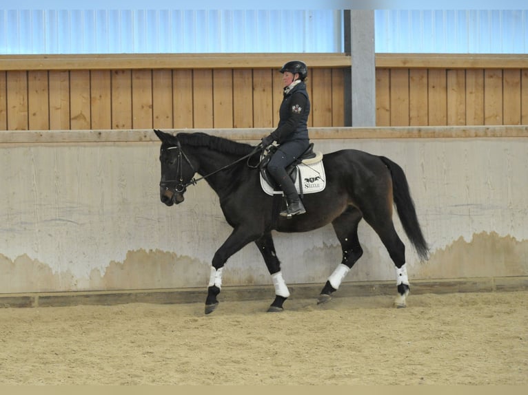 Weitere Warmblüter Hengst 5 Jahre 167 cm Schwarzbrauner in Wellheim