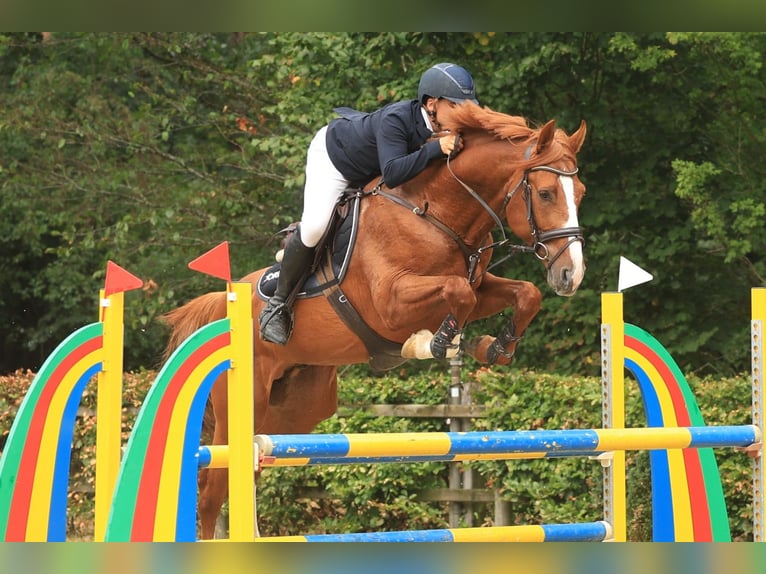 Weitere Warmblüter Hengst 5 Jahre 168 cm Fuchs in Kaulille