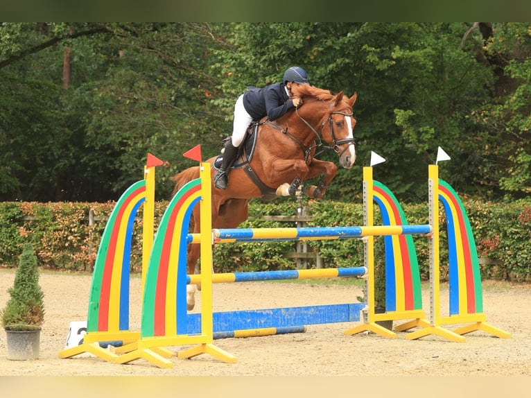 Weitere Warmblüter Hengst 5 Jahre 168 cm Fuchs in Kaulille