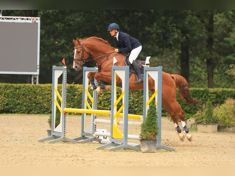 Weitere Warmblüter Hengst 5 Jahre 168 cm Fuchs in Kaulille