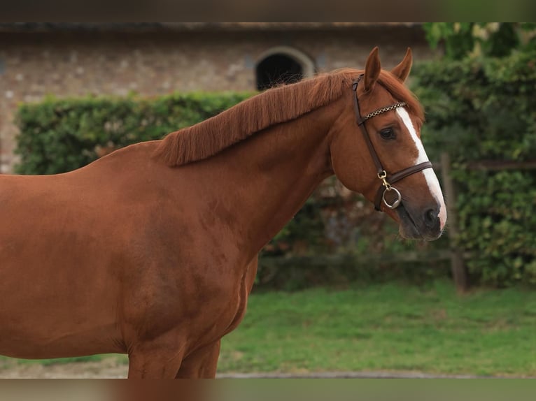 Weitere Warmblüter Hengst 5 Jahre 168 cm Fuchs in Kaulille