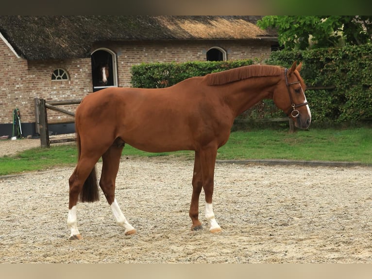 Weitere Warmblüter Hengst 5 Jahre 168 cm Fuchs in Kaulille