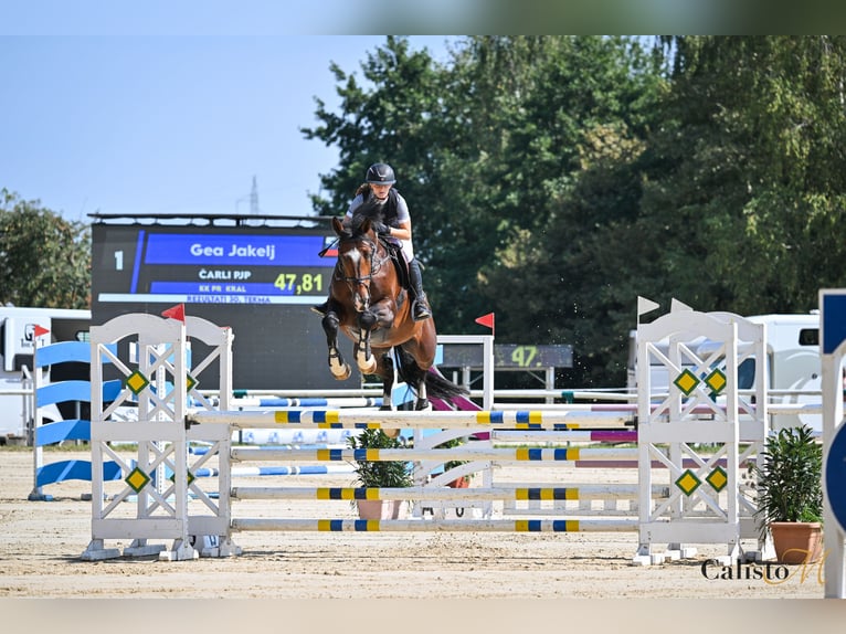 Weitere Warmblüter Hengst 5 Jahre 168 cm Rotbrauner in Radovljica